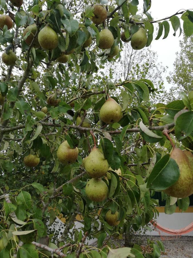 Quinta Sao Martinho Βίλα Reguengo Grande Εξωτερικό φωτογραφία